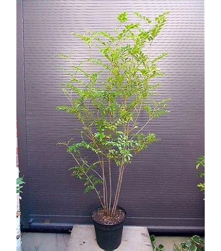 Amazon.co.jp: シマトネリコ 株立ち 全長160CM前後 10号 鉢植え